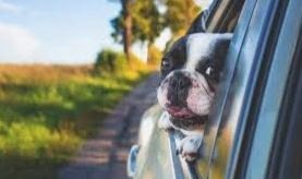 viajar con tu perro en auto